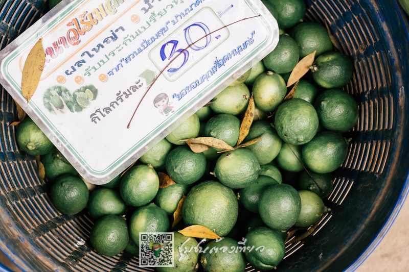 บ้านนาต้นจั่น จังหวัดสุโขทัย