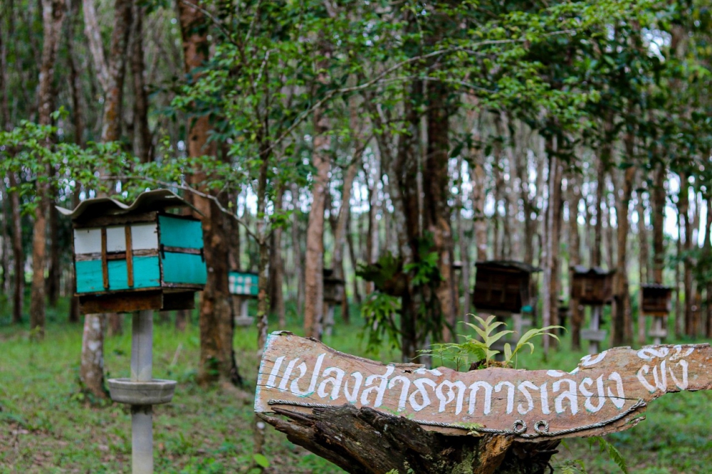 ชุมชนบ้านไหนหนัง จังหวัดกระบี่