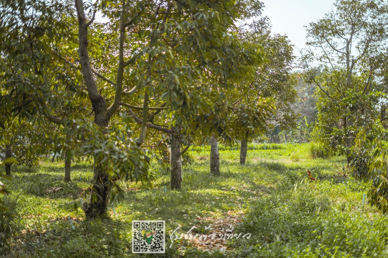 ชุมชนบ้านบัวเทิง จังหวัดอุบลราชธานี