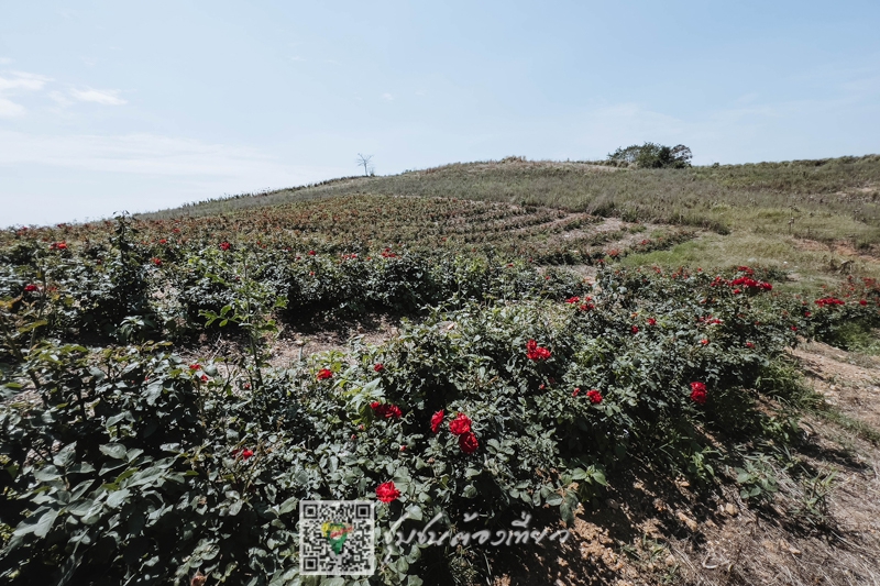 ชุมชนต้องเที่ยวชุมชนบ้านอุบลพัฒนา