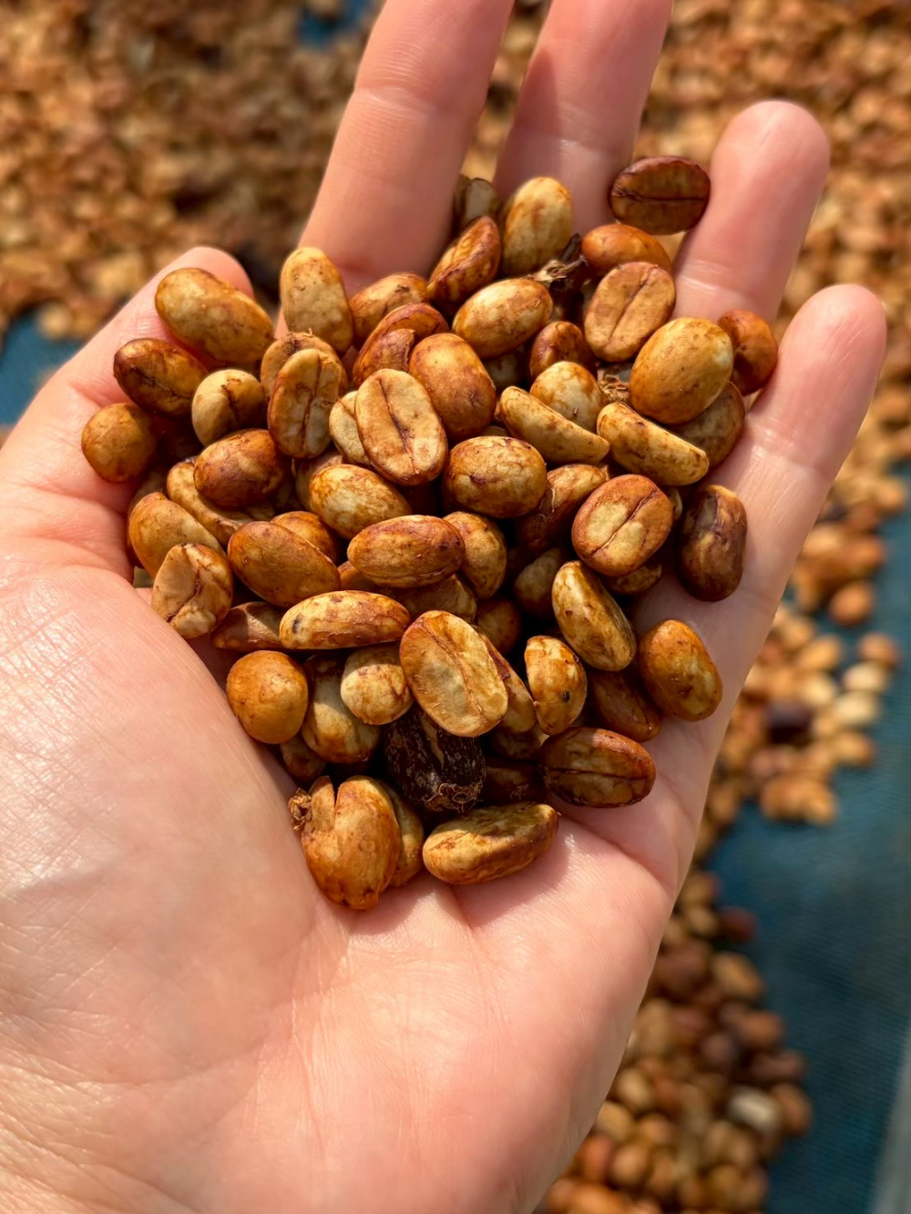 ชุมชนท่องเที่ยวบ้านป่าเหมี้ยง จังหวัดลำปาง