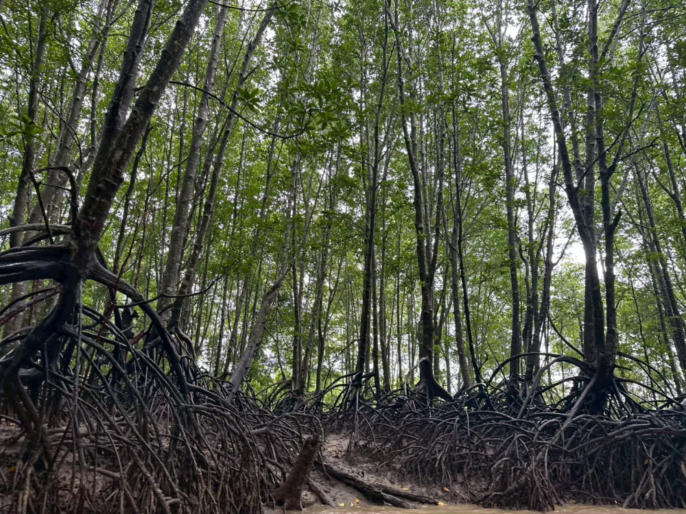 ชุมชนท่องเที่ยวบ้านไหนหนัง จังหวัดกระบี่