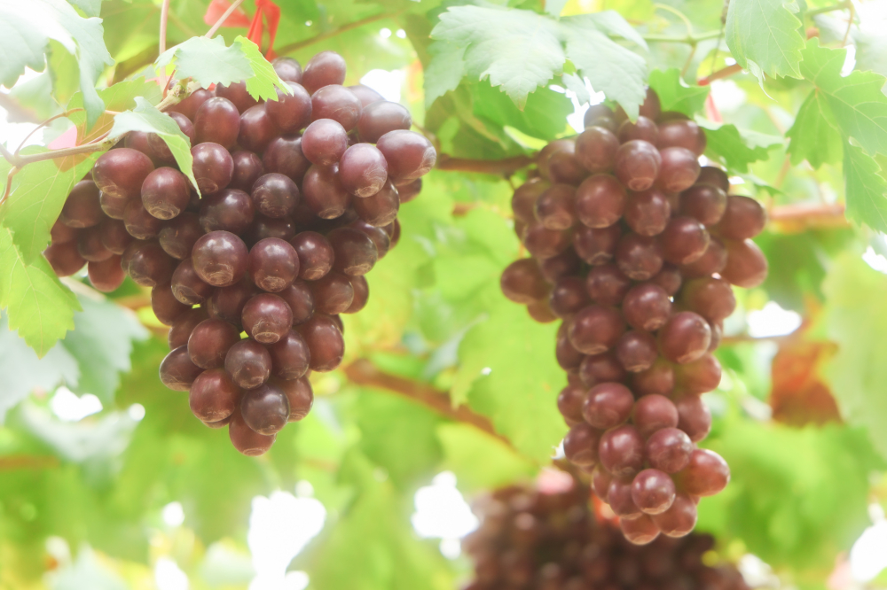 ชุมชนท่องเที่ยวบ้านคลองทราย