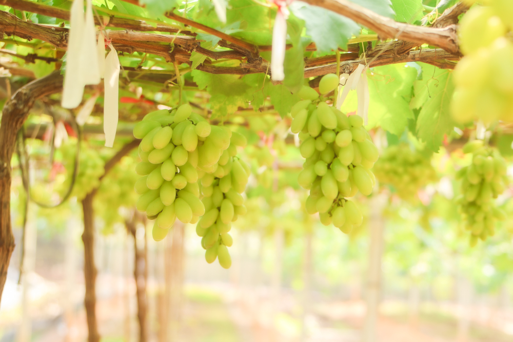 ชุมชนท่องเที่ยวบ้านคลองทราย