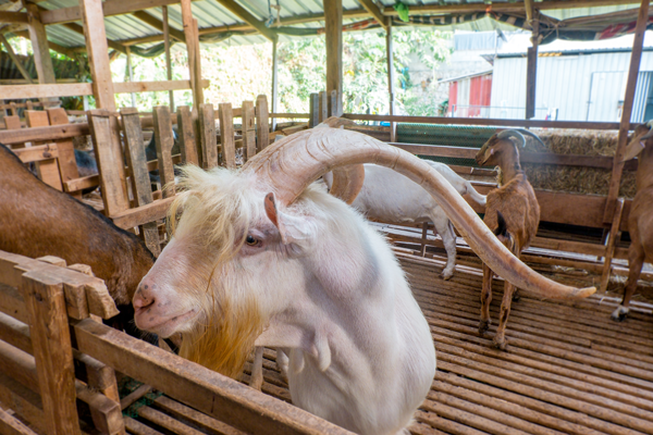 ฟาร์แพะบังโหด