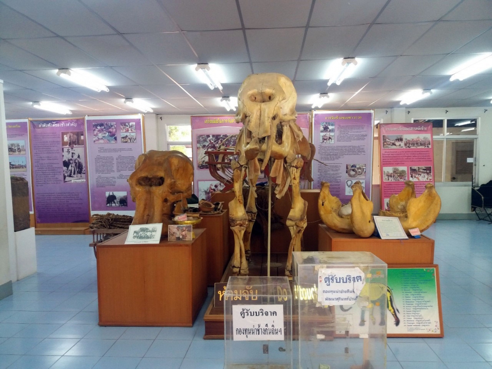 พิพิทธภัณฑ์ช้าง