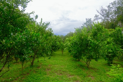 ชุมชนบ้านลำขนุน จังหวัดตรัง